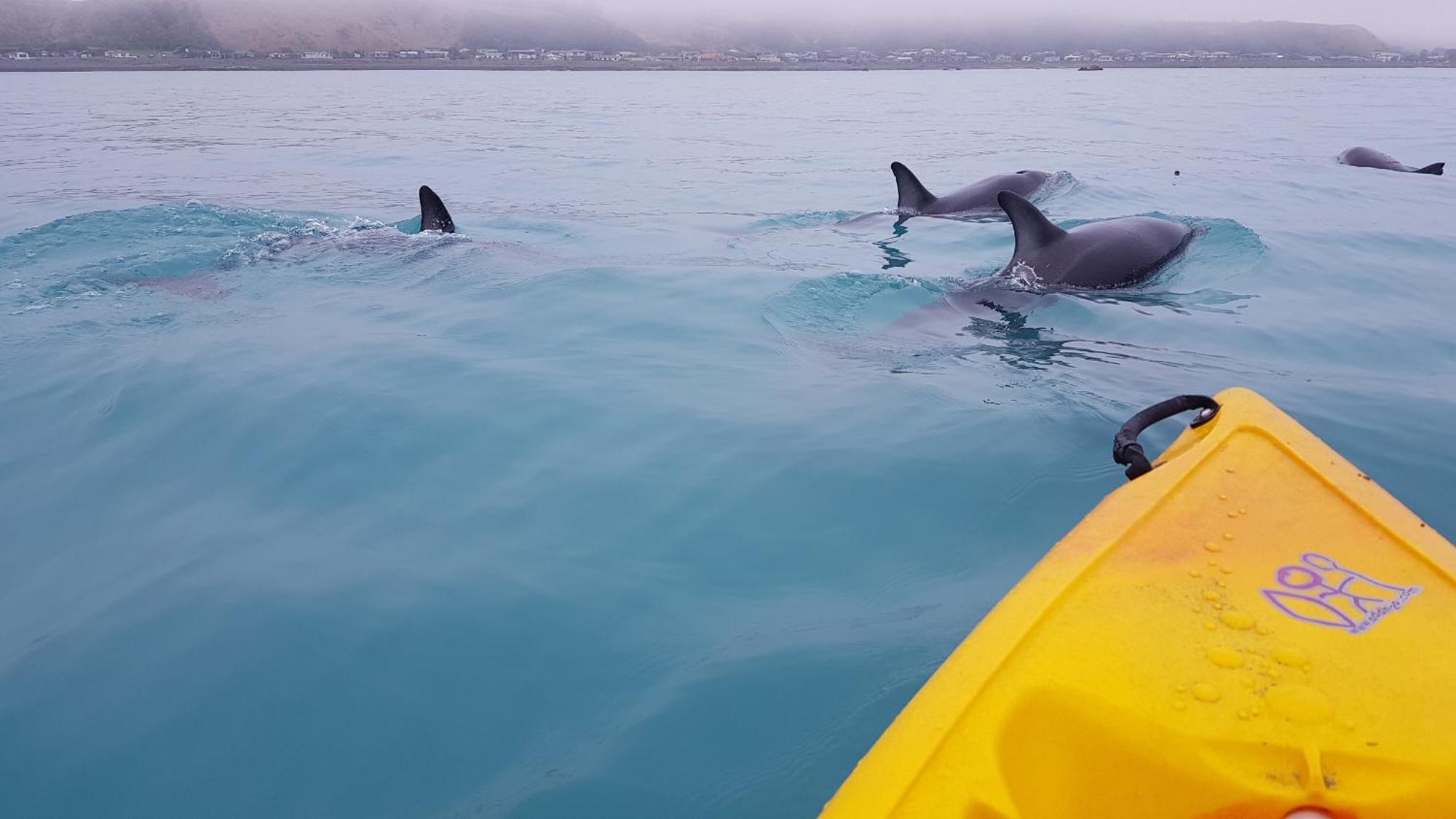 K'Orca Cottage By The Sea Kaikoura Ngoại thất bức ảnh